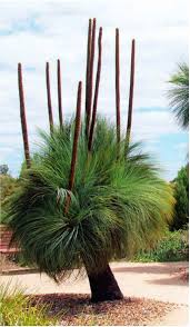 Image result for Xanthorrhoea