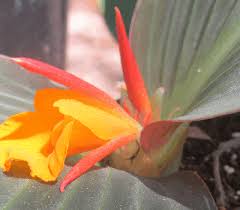 Image result for Siphonochilus kirkii - yellow-flowered form