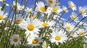 Different Daisies For Summer Sunshine Garden News