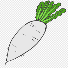 Lihat juga resep pencok kacang panjang enak lainnya. Gambar Sayuran Daikon Sayur Lukisan Cat Air Makanan Png Pngegg