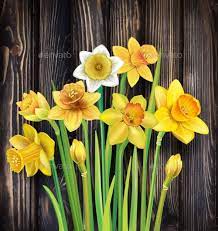 Daffodils Flowers On The Wooden Background Modern Rustic Design Daffodil Flower Wooden Background