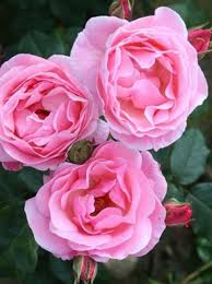 Check spelling or type a new query. Rosa Queen Elizabeth Rose Queen Elizabeth Gunstig Kaufen