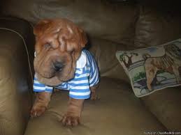 Look at pictures of shar pei puppies who need a home. Akc Reg Chinese Shar Pei Puppies Price 800 00 For Sale In Morganton Georgia Best Pets Online