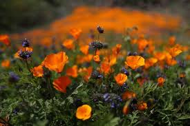 31781 casino drive, lake elsinore, ca. Selfie Seeking Tourists Are Crushing California S Superbloom Wsj