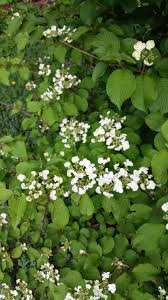 07.03.2020 · 25 bushes with white flowers | white flowering shrubs 1. What Is This Shrub With Clumps Of Small White Flowers Gardening Landscaping Stack Exchange
