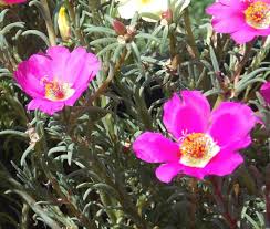 Image result for Portulaca centrali-africana