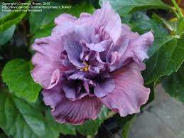 Sooo Not A Zone 5 Plant But I M Still A Florida Girl At Heart And This Is Simply Lovely 3 Tropi Hibiscus Rosa Sinensis Hibiscus Beautiful Flowers Garden