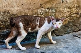 Even though they spawn in villages, they don't necessarily remain there; 5 Ways Feral Cats Do More Good Than Harm For Wildlife Catster