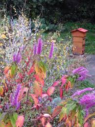 Pour les personnes qui posséderaient déjà quelques ruches ou rêvent d'en installer une ruche dans son jardin, invitation est donnée pour assister dimanche à cette réunion et participer à. Questions Reponses Apiculture Ecologique Jardin Des Petites Ruches