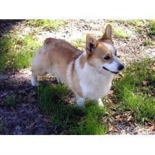 Marbled), black and tan with white markings. Corgi Dogs For Sale In Kansas Petfinder