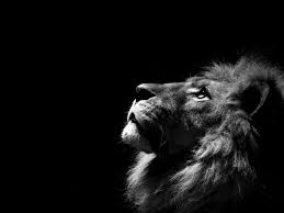 Beautiful Detailed Photograph Of The King Of The Jungle Let S Just Call Him Mr Lion Black And White Lion Lion Images Lion Pictures
