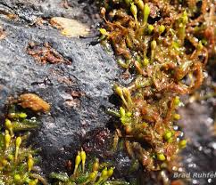 Image result for Tristicha trifaria