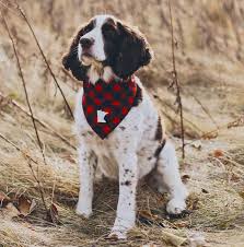 Common coat colors are black and white, liver and white, blue or liver roan, or tricolor. Minnesota Made English Springer Spaniel Dog Bandana Springer Spaniel