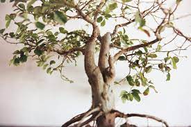 Bonsai Tree Is Losing Leaves Basic Bonsai Tree Care