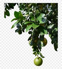 Animals christmas flower food fruit halloween leaves moon nature sky sun vegetables wedding. Fruit Tree Png Tree With Fruits Png Clipart 1255808 Pikpng