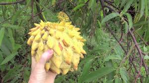 Hawai'i invasive species council, 2. Picking Tropical Fruit For Breakfast Rollinia Tamarillo Avocado Kailua Kona Hawaii Hd Youtube