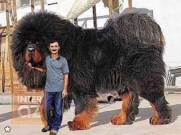 China Lion Tibetan Mastiff Big Dog Breeds Huge Dog Breeds Huge Dogs