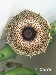 Image result for Huernia erectiloba