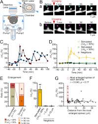 Stringent Structural Plasticity Of Dendritic Spines Revealed