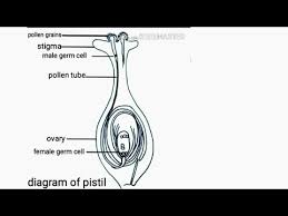 Some flowers (called imperfect flowers). Diagram Of Pistil Well Labelled Diagram Flower Ovary Diagram Of Female Reproductive Part Of Flower Youtube
