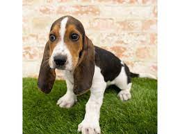 Instead, focus on making sure your puppy comes from the healthiest possible litter and lineage. Basset Hound Puppies Petland Gallipolis Oh
