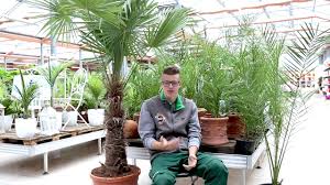 Jungen finden technische berufe attraktiv. 3 Tipps Fur Palmen Youtube