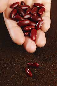 Care Of Kidney Beans Learn How To Grow Kidney Beans Kidney Beans Organic Vegetables Different Vegetables
