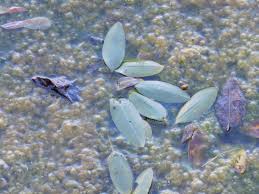 Image result for Potamogeton richardii