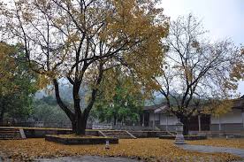 佛典格言勸善章善惡5 4 27 若修萬善則順法性以淨奪染性德方起凡夫雖具以造惡違性本性不顯不成妙用宋永明延壽禪師龍藏141冊1590萬善同歸集卷五