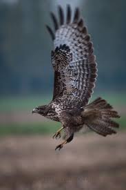 Uk Birds Of Prey Images Buizerd Common Buzzard Buzzard British Wildlife