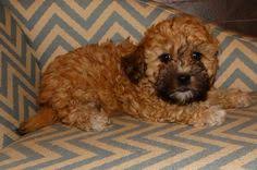Cuddly malti poo puppies february 27, 2020 · april and milo welcomed three baby boys on sunday february 23rd. 11 Malti Poo Puppies Ideas Puppies Maltipoo Coton De Tulear Puppy