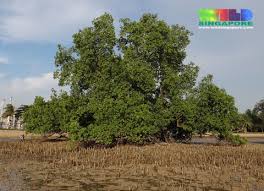 Image result for Sonneratia alba