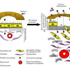 Certain endothelial cells also undergo. Pdf Pathophysiological Changes To The Peritoneal Membrane During Pd Related Peritonitis The Role Of Mesothelial Cells