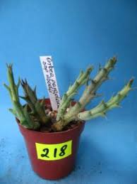 Image result for Orbea paradoxa