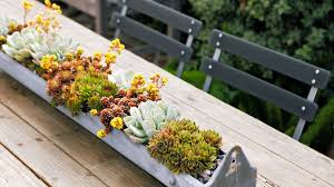 Check spelling or type a new query. Tiny Treasures A Variegated Aloe Arborescens With Subtle Stripes Appears To Explode Above Sedum Lemo Succulents In Containers Succulents Garden In The Woods