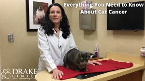 After seeing too many cats dying younger and younger from cancer or kidney failure and too many cats with diabetes or thyroid disease and shrinking lifespans, what i'm interested. Diagnosis And Treatment Of Cancer In Cats