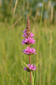 They bloom for a long. Lythrum Salicaria Wikipedia