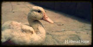 صغير البط animals bird swan