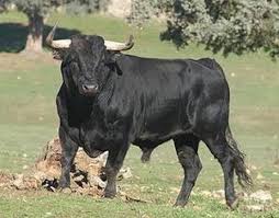 Spanish Fighting Bull In Animal Vs Animal Forum Bull Cow Animals Bull Riding