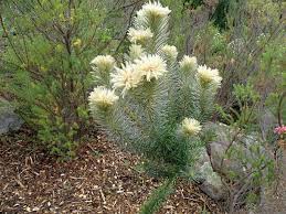 Image result for Phylica emirnensis