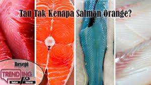 Salmon hidup dengan cara bermigrasi untuk dapat ikan ini hidup di samudra atlantik dan samudra pasifik. Kenapa Salmon Warna Orange Youtube