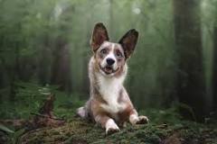 Image result for blue merle corgi