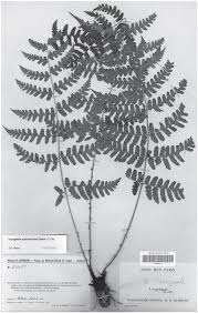 Image result for Dryopteris kilemensis