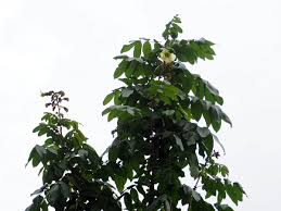 Image result for Markhamia tomentosa