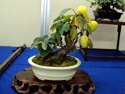 Maybe you would like to learn more about one of these? Fruit Trees Lemon Bonsai Fruit Tree