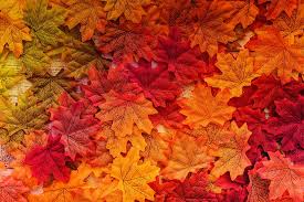 Check spelling or type a new query. 5120x2880px Free Download Hd Wallpaper Autumn Leaves Background Tree Colorful Wood Maple Wallpaper Flare