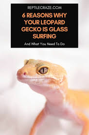 Kembang genjer bumbu belacan & pecak klandingan. 6 Reasons Why Your Leopard Gecko Is Glass Surfing Reptile Craze