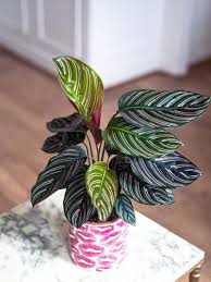 Bunda pasti sudah tahu tanaman hias yang satu ini. 10 Tanaman Hias Daun Outdoor Dan Indoor Yang Populer