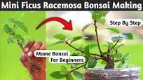 Ficus Racemosa Bonsai Making for Beginners
