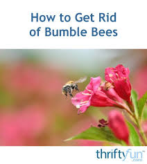 Most people don't mind having bumblebees in their yards because these today, we are going to go over the best methods for how to get rid of bumble bees, when it's appropriate to call professionals and relocate a. How To Get Rid Of Bumble Bees Thriftyfun